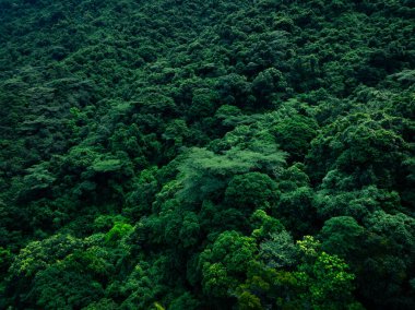 Tropikal ormandaki ağaçların havadan görünüşü