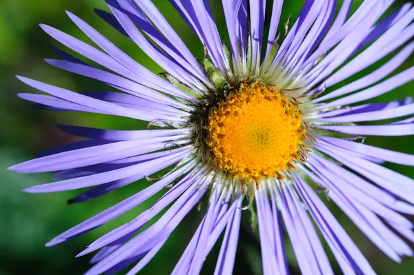 stock image Macro of tatarian daisy in sunshine