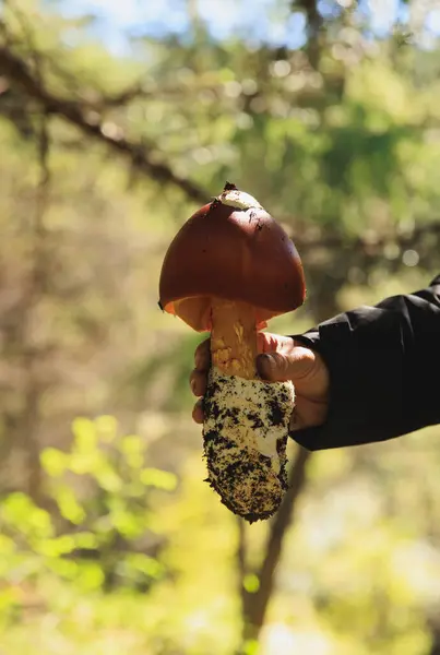 stock image people hold a amanita caesarea, orange mushroom edible in forest of China