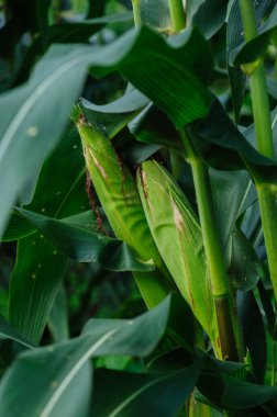 tarlada mahsul büyümesi  