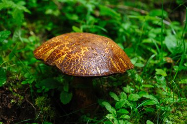 Porcini mantarı Çin ormanlarında yenilebilir.