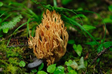 Vahşi Clavariaceae mantarı Çin ormanlarında yenilebilir.