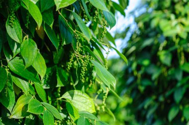 Bahçedeki ağaçta karabiber meyveleri yetişir.