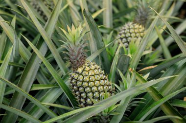 Ananas meyveleri bahçede yetişir.