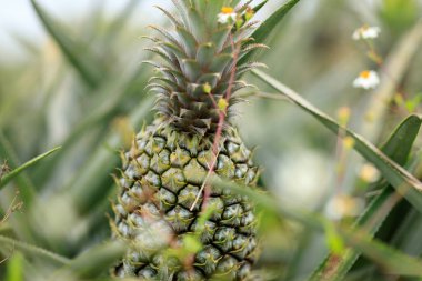 Ananas meyveleri bahçede yetişir.