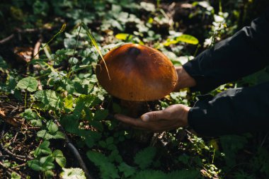 Eller Amanda 'yı korur, portakal mantarı Çin ormanlarında yenilebilir.
