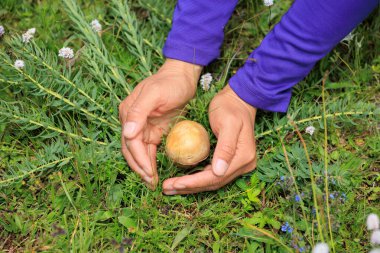 Çiçekli çayırlarda mantar toplayan eller