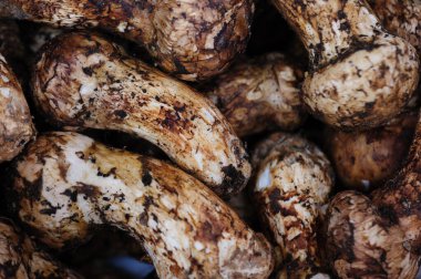 Çin 'de Tricholoma matsutake mantarı.