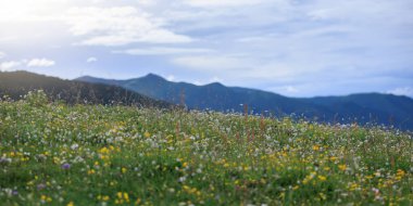 Güzel yüksek irtifa ormanı çayırlık dağ manzarası