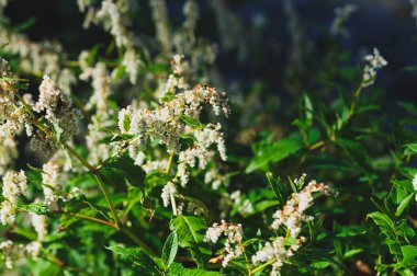 Gün doğumunda yükselen vahşi çiçekler