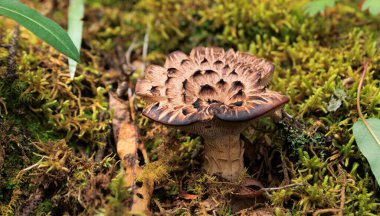 Wild sarcodon imbricatus, edible mushroom in forest of China clipart