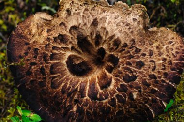 Yaban sarkodon imbricatus, Çin ormanlarında yenilebilir mantar.