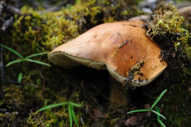 Porcini mantarı Çin ormanlarında yenilebilir.