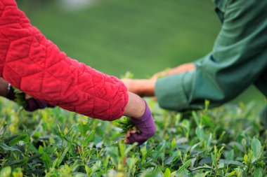 Baharda çay çiftliği dağlarında yeşil çay yaprakları toplayan yaşlı Çinli çiftçi.
