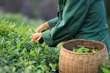 İnsanlar bahar çay çiftliği dağlarında yeşil çay yaprakları topluyor.