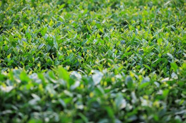 Bahar dağlarında yeşil çay ağaçları