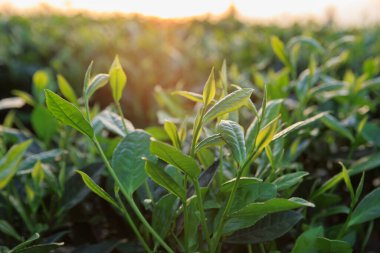 Bahar dağlarında yeşil çay ağaçları