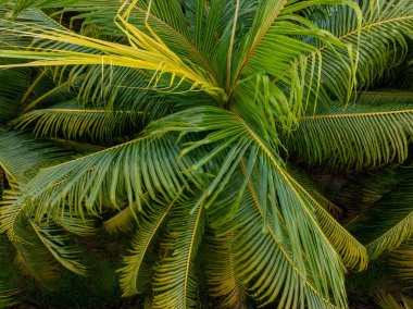 Gün doğumunda Hindistan cevizi ağaçlarının hava manzarası