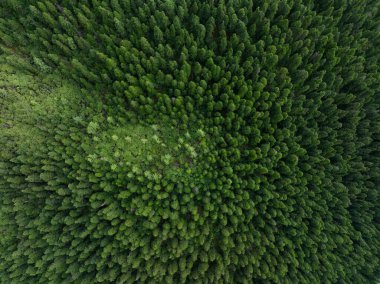Güzel yüksek irtifa ormanı çayırlık dağ manzarası