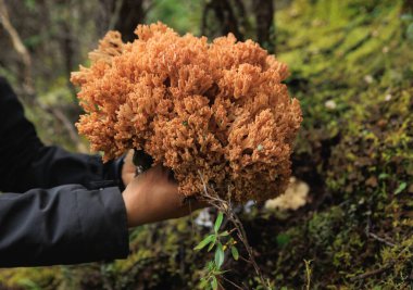 Çin ormanlarında yenilebilir mantar mantarı toplayan kadın eli yakından çekiliyor.