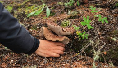 Yaban sarkodon imbricatus, Çin ormanlarında yenilebilir mantar topluyorum.