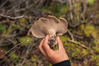 Picking wild sarcodon imbricatus, edible mushroom in forest of China clipart