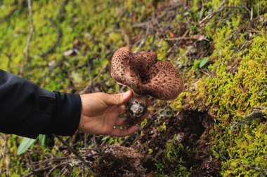 Picking wild sarcodon imbricatus, edible mushroom in forest of China clipart