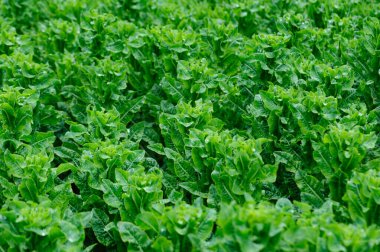 Bahçede yeşil salata ekinleri