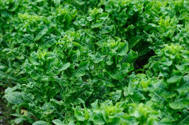 Bahçede yeşil salata ekinleri