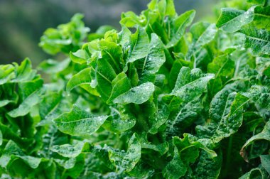 Bahçede yeşil salata ekinleri