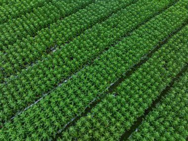 Bahçede yeşil salata ekinleri