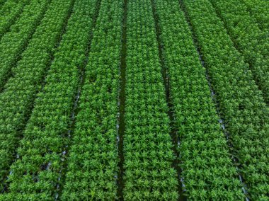 Bahçede yeşil salata ekinleri