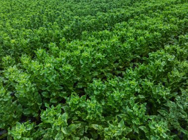 Bahçede yeşil salata ekinleri
