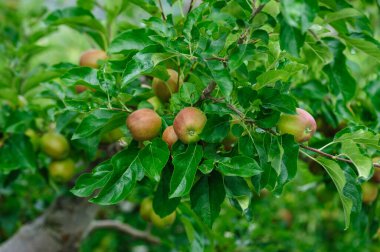Elmalar yazın ağaçta yetişir.