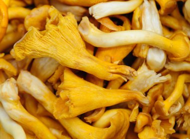 Vahşi Porcini mantarı Çin ormanlarında yenilebilir.