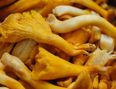 Chanterelle mantarı ormanda yetişiyor.