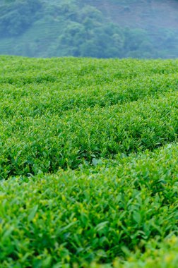 Yeşil çay ağaçları baharda büyür.