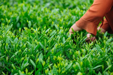 Bahar çay çiftliği dağlarında yeşil çay yaprakları toplayan kadın.