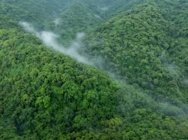 Güzel orman dağ manzarasının havadan görünüşü