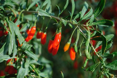 Goji meyveleri ve gün ışığı tarlasında bitkiler