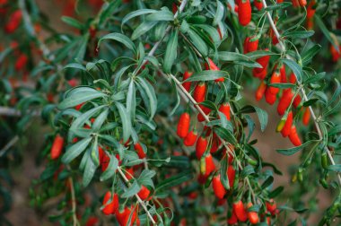 Goji meyveleri ve gün ışığı tarlasında bitkiler