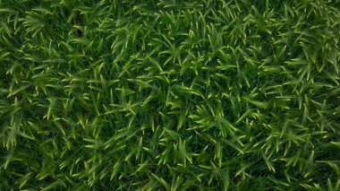 Green hulless barley in growth in the field  clipart