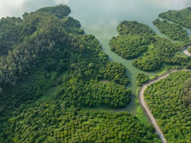 Göl kenarındaki ormanın havadan görünüşü