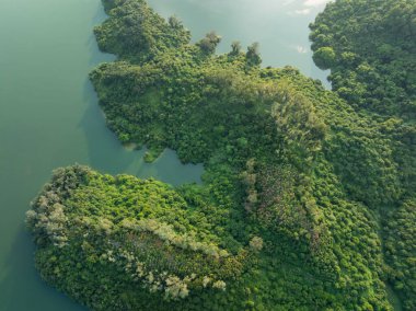 Göl kenarındaki ormanın havadan görünüşü