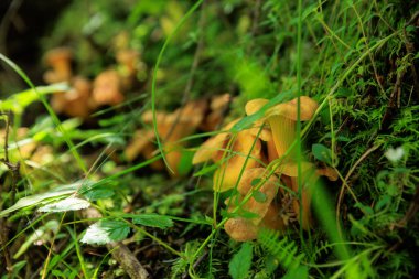 Chanterelle mantarı ormanda yetişiyor.