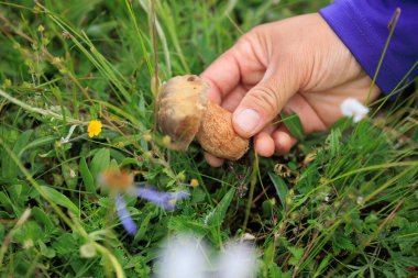 Çiçekli çayırlarda elle mantar topluyorum.