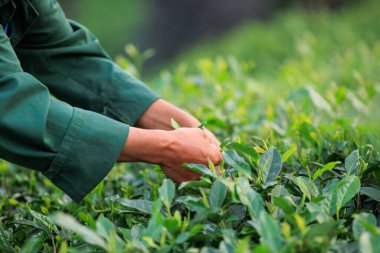 İnsanlar bahar çay çiftliği dağlarında yeşil çay yaprakları topluyor.