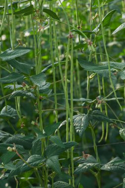 Long bean plants in growth at vegetable field clipart