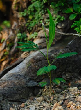 Wild hybridize plants in forest