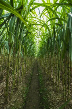 Şeker kamışı bitkileri tarlada yetişir
